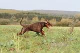 DOBERMANN 443